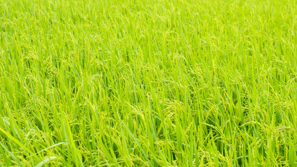 paddy rice , rice plant in field and drops of rain water