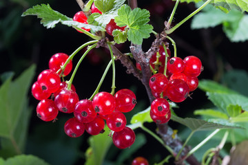 Red currant berries