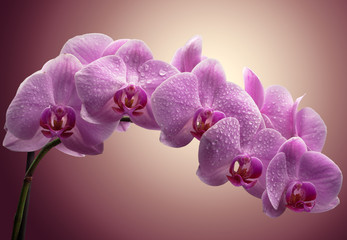 bouquet of magenta orchids