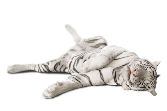 big white tiger