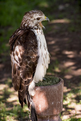 Red-tailed hawk (Buteo jamaicensis) on a perch