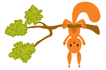 Little squirrel hangs upside down on a tree