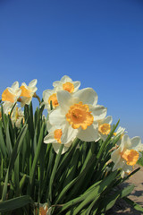 Fototapeta premium White and yellow daffodils