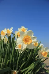 Foto op Plexiglas White and yellow daffodils © Studio Porto Sabbia