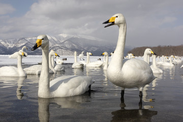 Fototapeta premium Whooper swan, Cygnus cygnus