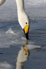 Whooper swan, Cygnus cygnus