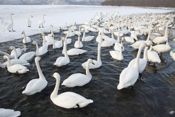 Whooper swan, Cygnus cygnus