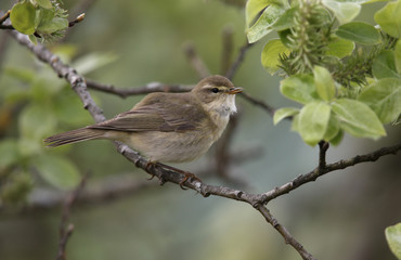 Willow warbler, Phylloscopus trochilus