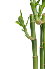 Fototapeta na wymiar Bamboo stem
