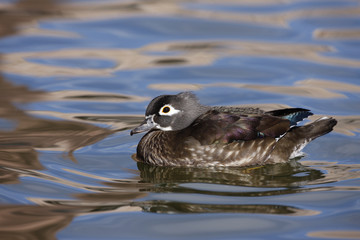 Wood duck, Aix sponsa,