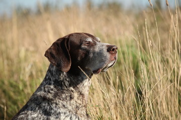 German Shorthaired Pointer