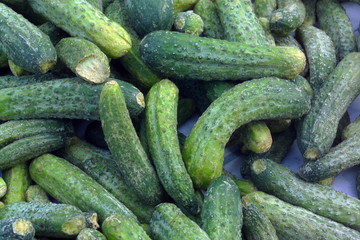 Cucumbers ready for pickling and canning produce