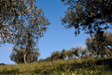 Fototapeta premium olive grove