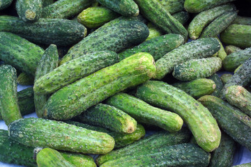 Cucumbers ready for pickling and canning produce