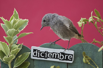 Bird perched on a December decorated fence