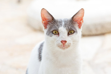 Street cat white with grey spots. Corfu. Greece.