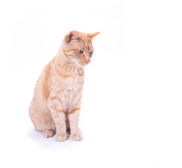 Red domestic cat