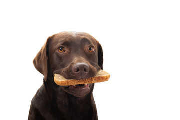 Brown labrador with a slice of bread