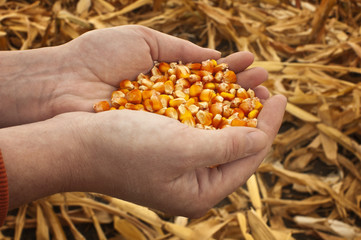 Corn seeds in a female hands.