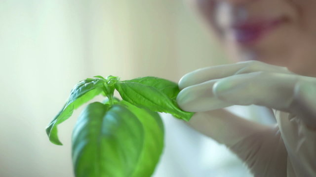 Female biologist examine plant in test tube