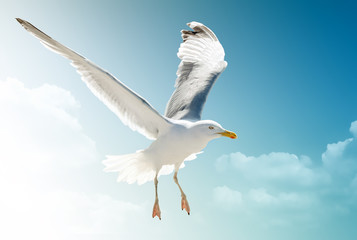 Möwe