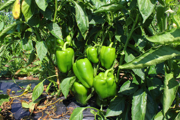 green pepper on plant