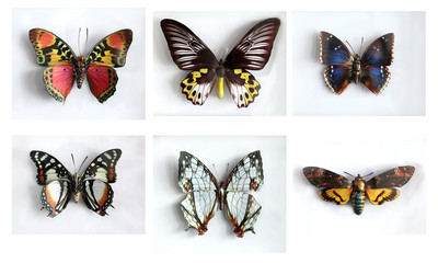 Set of beautiful giant butterflys