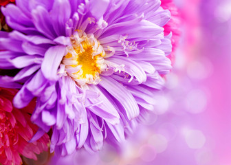 Obraz premium Chrysanthemum autumn flowers design