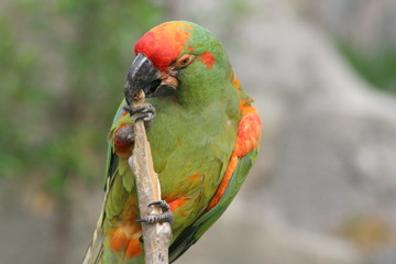 Endemiczna papuga