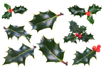 Christmas Holly