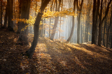colorful forest in autumn with sun rays