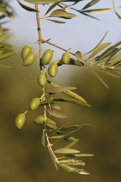 rama de olivo