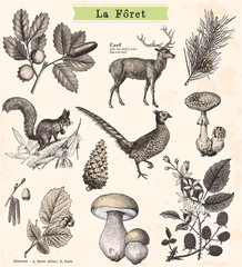 Promenade en fôret