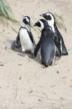 humboldt penguin  (Spheniscus humboldti)