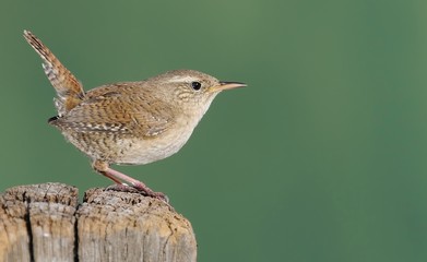 Winter wren on green background