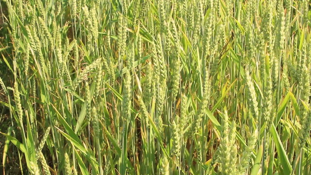 Getreidefeld im Wind