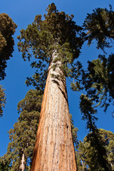 Fototapeta premium Giant Sequoia