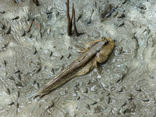 Mudskipper (Boleophthalmus boddarti) on mud in mangrove forest