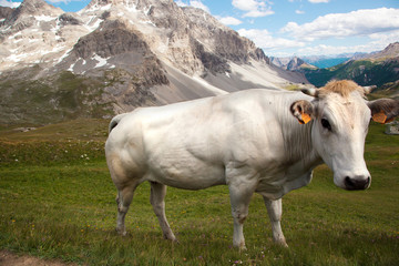 a herd of cows in the French Alps