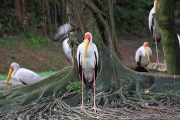 duży ptak © Rochu_2008