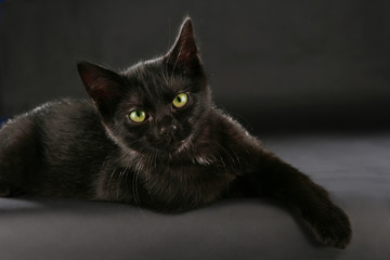 Schwarze Katze - black cat witch craft - obrazy, fototapety, plakaty