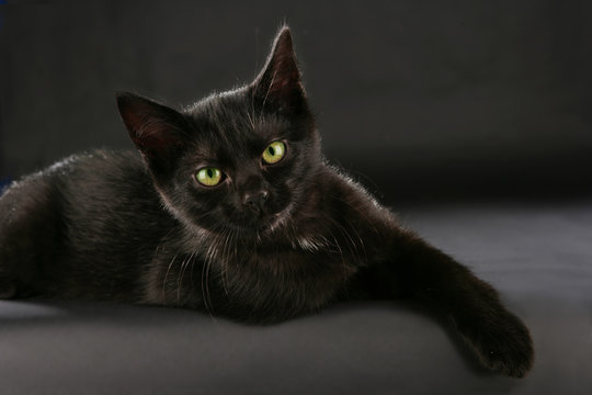 Schwarze Katze - black cat witch craft