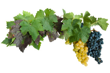 frame with grapes