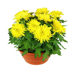 Chrysanthème jaune