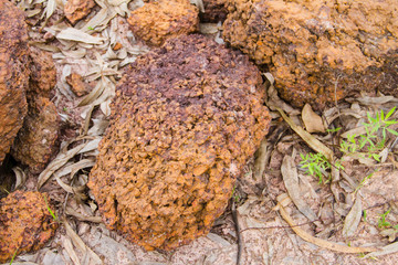 Laterite stone background