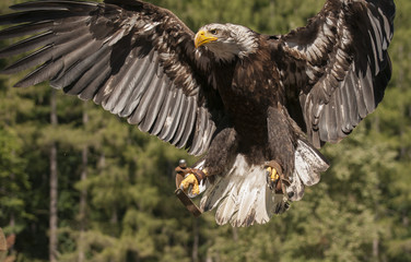 Bald eagle