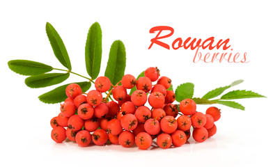 rowan berries over white