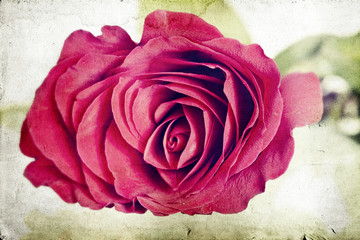 Vintage red roses on old paper background