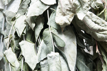 leaves texture or background