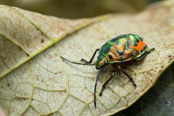Jewel beetle larva